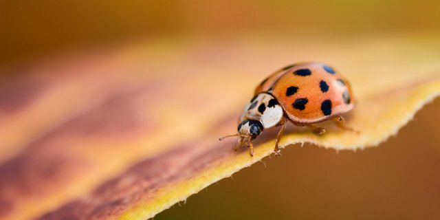 Der asiatische Marienkäfer verdrängt seine einheimischen Verwandten, kann den Wein verderben und in grosser Zahl in Häusern überwintern. Typisch sind zwei weisse Flecken seitlich am Halsschild. (Bild Adobe Stock)