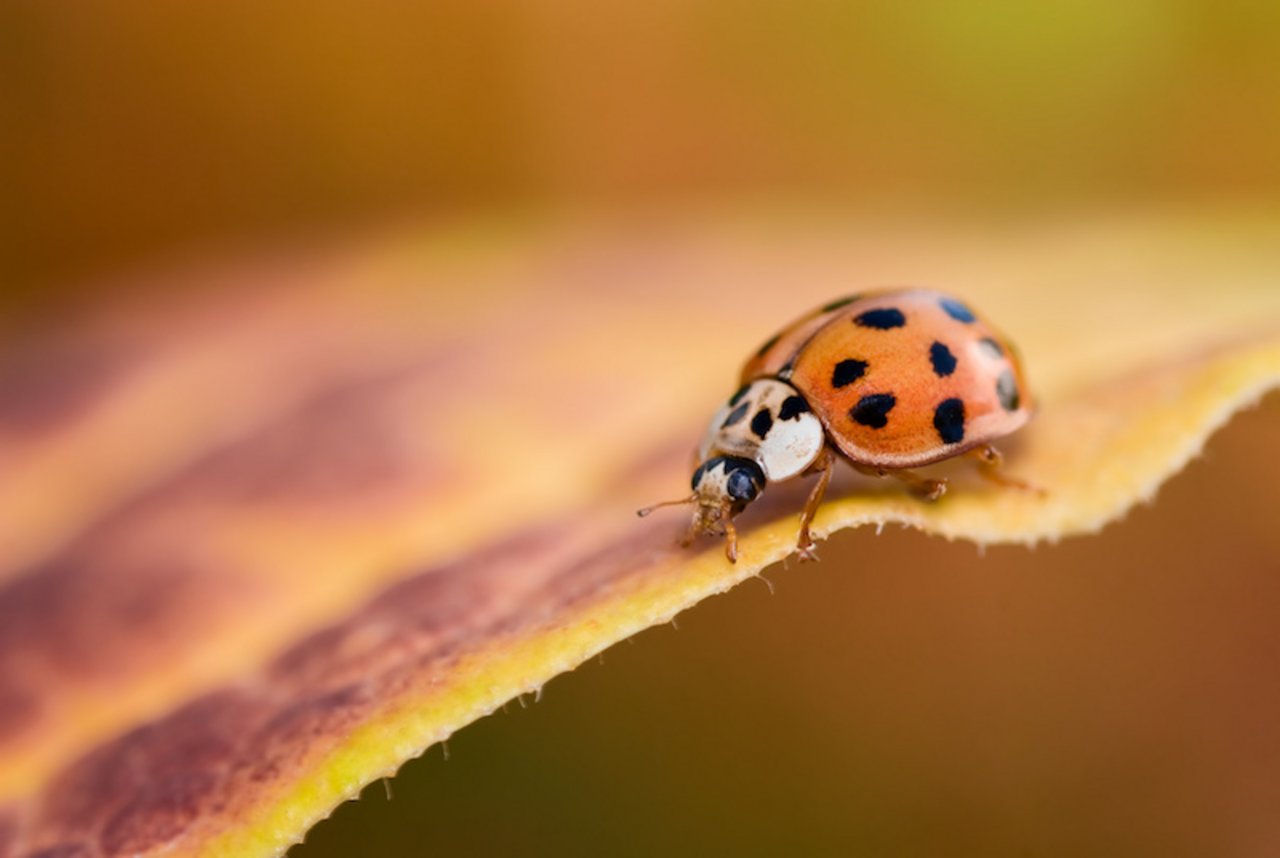 Der asiatische Marienkäfer verdrängt seine einheimischen Verwandten, kann den Wein verderben und in grosser Zahl in Häusern überwintern. Typisch sind zwei weisse Flecken seitlich am Halsschild. (Bild Adobe Stock)