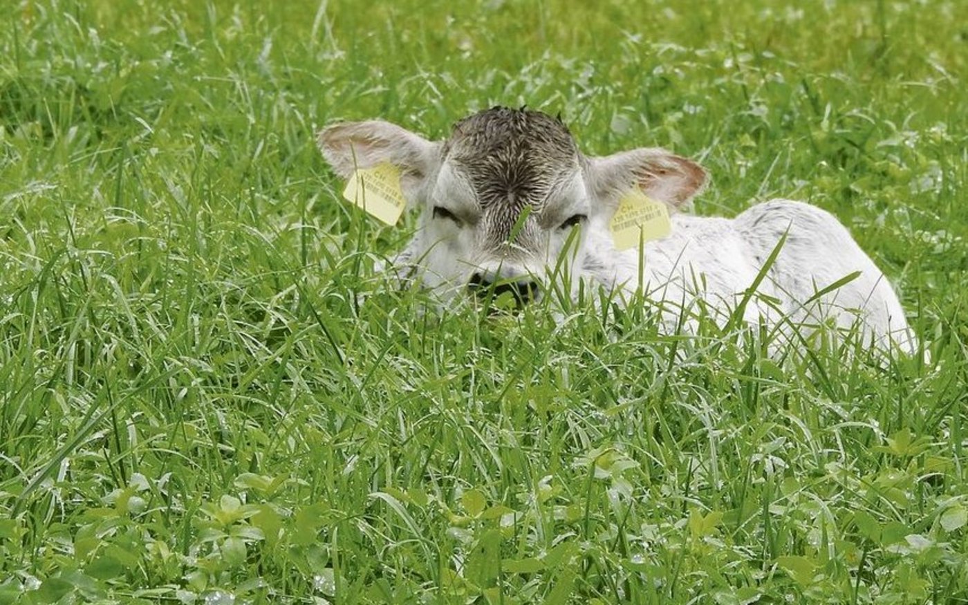 Das Fringeli gehört in Zukunft ganz dem Grauvieh: Der Hof wird auf Mutterkuhhaltung umgestellt.