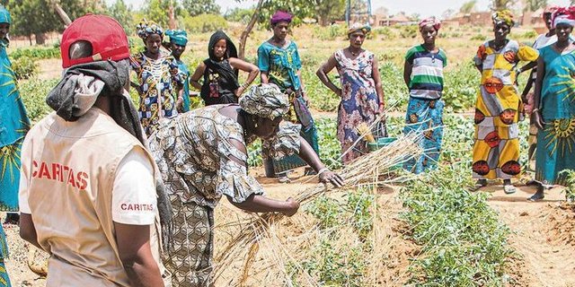 Um der Austrocknung vorzubeugen, legen die Bäuerinnen Stroh zwischen die Reihen. Das haben sie im Projekt gelernt.