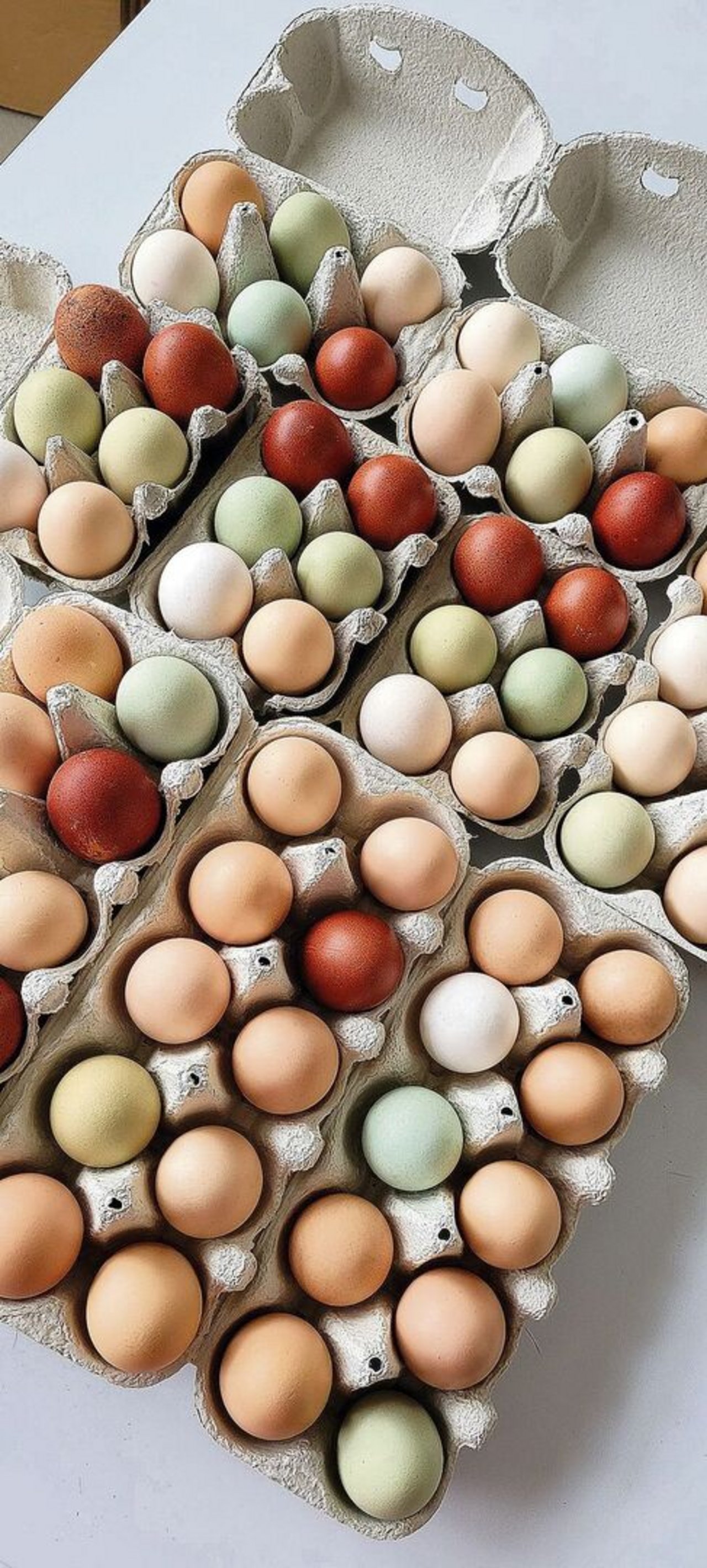 Die verschiedenen Eierschalenfarben sind ein Hingucker, die Farbe verblasst allerdings bei zu viel UV-Licht.