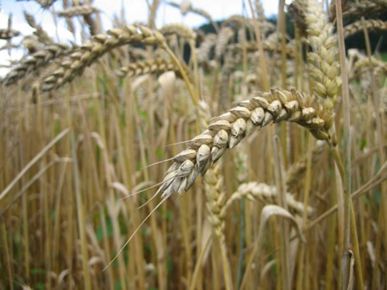 In diesen Tagen erfolgt die Schlusszahlung der IP-SUISSE an 135 Getreidesammelstellen. (Bild: lid)