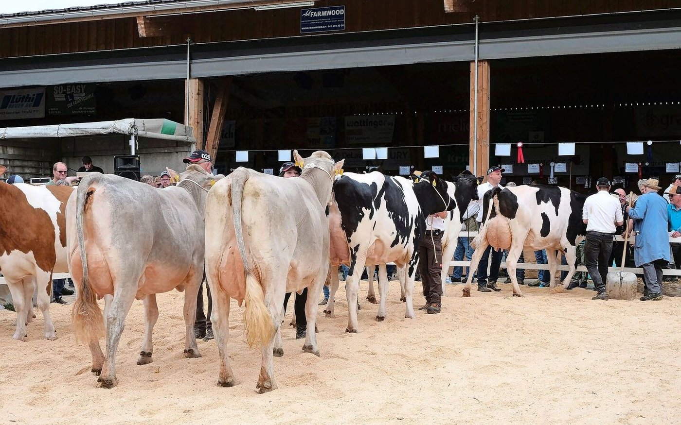 Tiere verschiedener Rassen wurden vorgeführt, darunter auch einige Brown Swiss und Simmentaler Kühe.