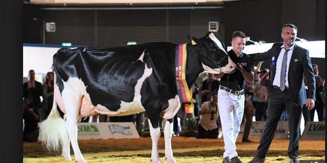 Die Armani-Tochter Alessja ist die schönste Holsteinkuh in Deutschland. Sie gehört dem Züchterkonsortium Lohmöller, Melbaum, Nosbisch und Blaise. Mit dem Preisrichter Markus Mock (rechts). (Bild zVg)