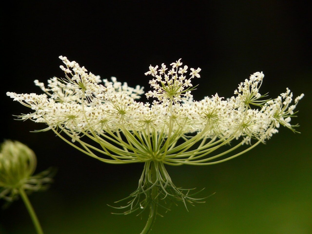 Schnittblumen aus dem eigenen Garten: Wilde Möhre. (Foto: Hans Braxmeier, Pixabay) 