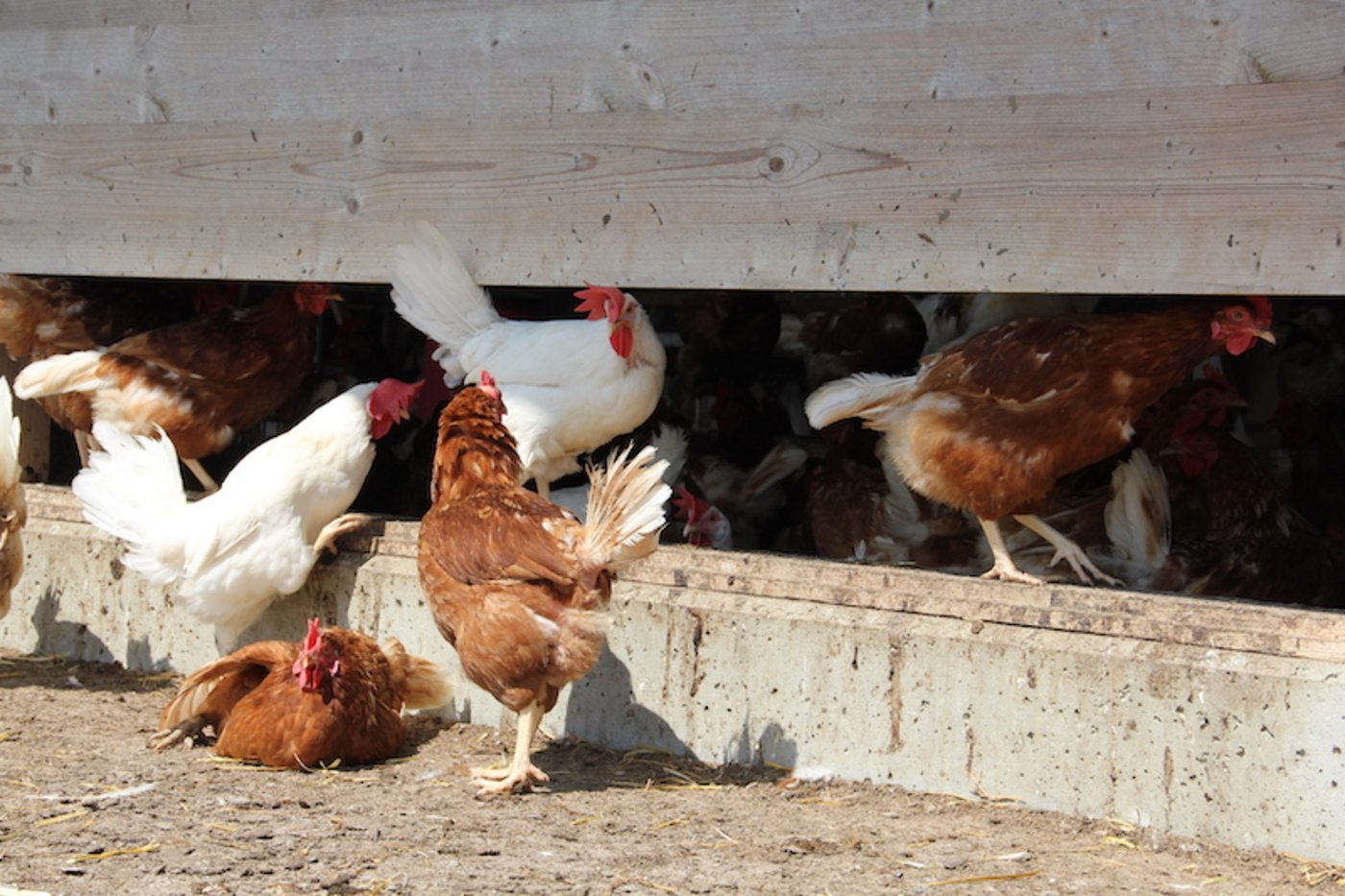 Die Hennen des betroffenen Betriebs waren noch nicht im legefähigen Alter. Somit gab es auch keine Eier mit einer Salmonellen-Kontamination. (Symbolbild Kanton AR)
