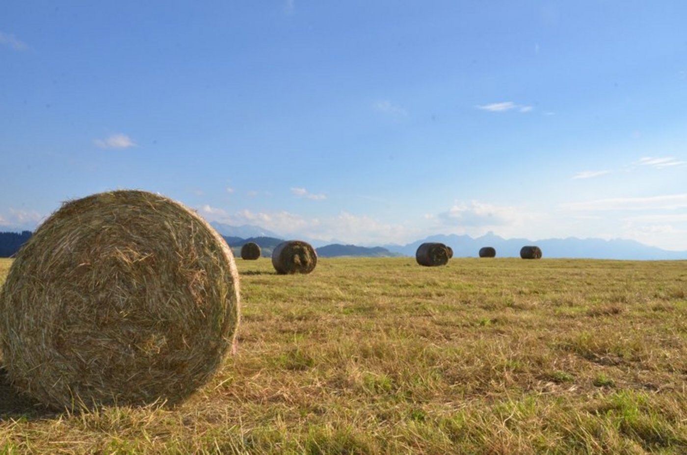 Die lange Sommerhitze 2018 und die vertrockneten Wiesen brachte letztes Jahr einige Viehzüchter in Panik. (Bild Aline Küenzi)