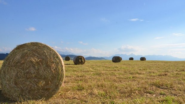 Die lange Sommerhitze 2018 und die vertrockneten Wiesen brachte letztes Jahr einige Viehzüchter in Panik. (Bild Aline Küenzi)