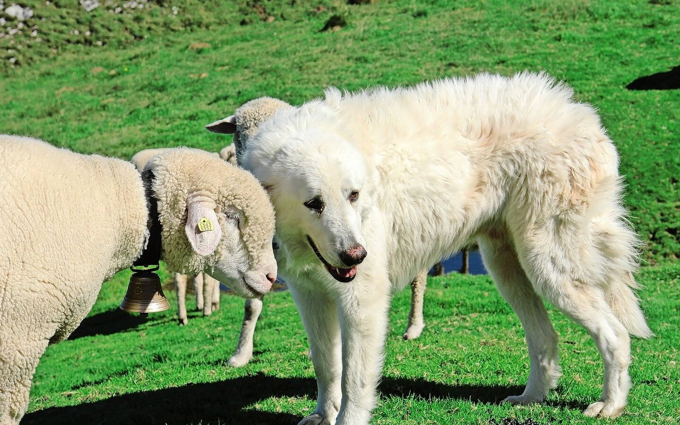 Der Herdenschutz ist ein emotionales Thema: Nationalrat Thomas Knutti vermisst in dieser Sache das Engagement des Kantons Bern.