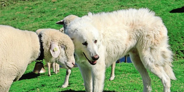 Der Herdenschutz ist ein emotionales Thema: Nationalrat Thomas Knutti vermisst in dieser Sache das Engagement des Kantons Bern.