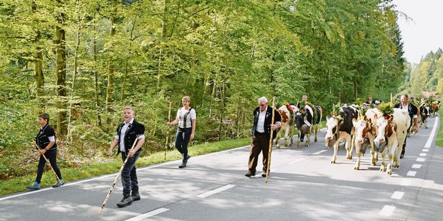 Die Hirtenfamilie Ueli und Brigitte Staudenmann von der Warmen Seite marschiert mit den fast 200 Rindern bis nach Kirchdorf. Ein Treichelgeläut, das unter die Haut geht. 