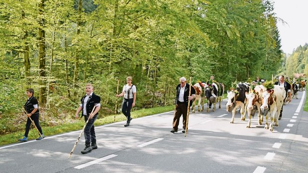 Die Hirtenfamilie Ueli und Brigitte Staudenmann von der Warmen Seite marschiert mit den fast 200 Rindern bis nach Kirchdorf. Ein Treichelgeläut, das unter die Haut geht. 