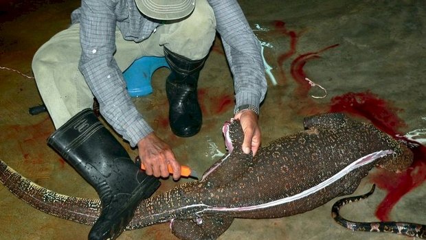 Schweizer Tierschutz kritisiert Freihandelsabkommen mit Indonesien scharf Indonesien ist einer grössten Exotenleder-Produzenten weltweit. (Bild STS)