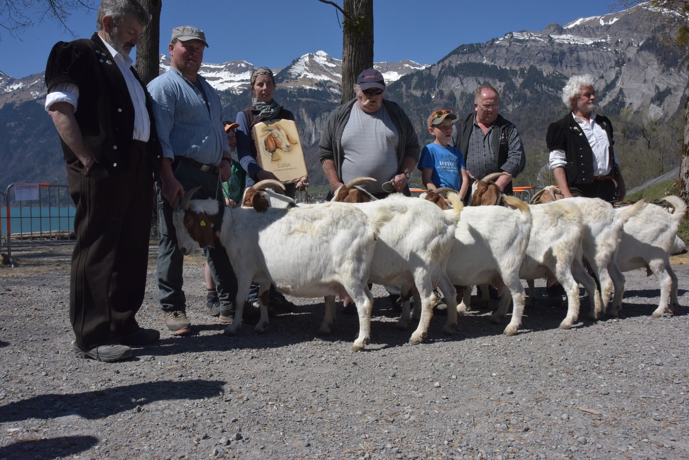 Zuchtfamilie der Ziege Zora von Marlen Durrer aus Kerns OW.