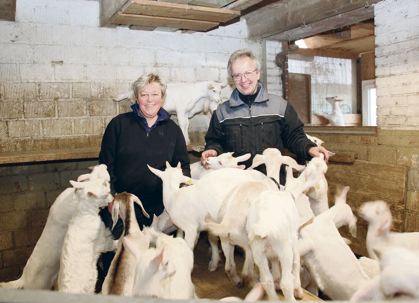 Margrit und Jürg Schärer sind umringt von vielen kleinen, schneeweissen, zutraulichen Saanen-Gitzi. 180 Jungtiere kamen in den vergangenen Wochen auf ihrem Betrieb zur Welt.(Bild Hans Rüssli)