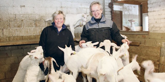 Margrit und Jürg Schärer sind umringt von vielen kleinen, schneeweissen, zutraulichen Saanen-Gitzi. 180 Jungtiere kamen in den vergangenen Wochen auf ihrem Betrieb zur Welt.(Bild Hans Rüssli)