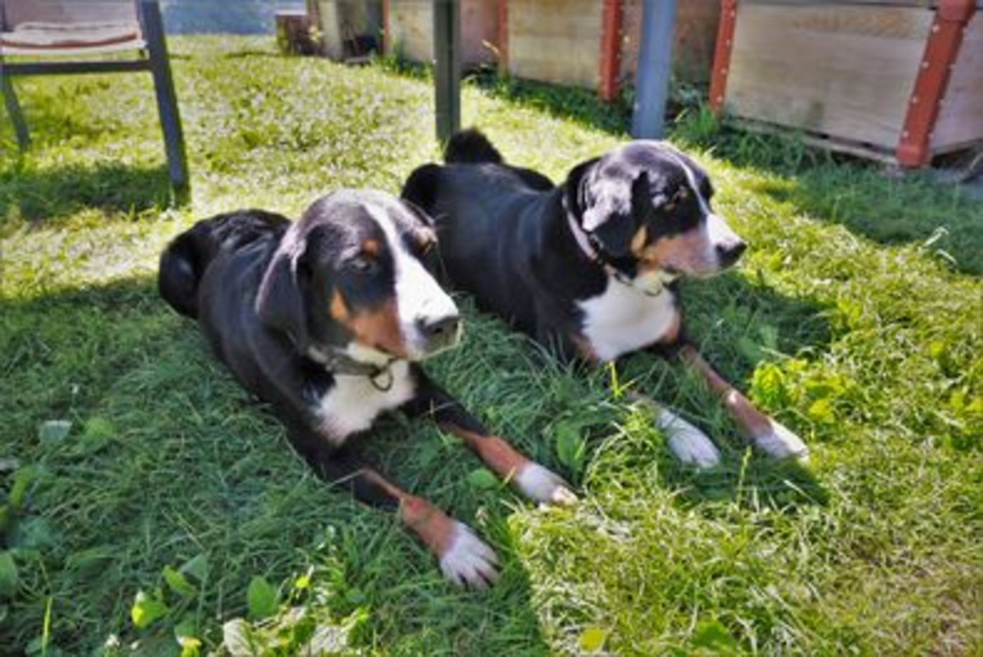 Zuchthündinnen Belina (links) und Xindi. (Bild ly) 