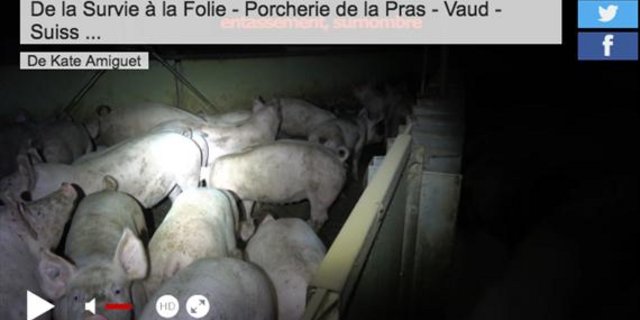 Auslöser für die Regelverschärfung waren mehrere Skandal-Videos von Schweinemastbetrieben eines Grosszüchters.(Screenshot tvmart.ch)
