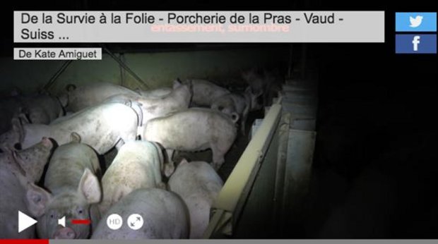 Auslöser für die Regelverschärfung waren mehrere Skandal-Videos von Schweinemastbetrieben eines Grosszüchters.(Screenshot tvmart.ch)