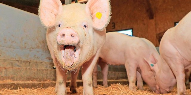 Die im Kanton Luzern bedeutende Schweinezucht bringt aktuell wieder hohe Erlöse. 