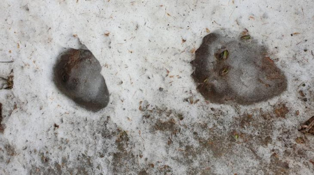Diese Spuren wurden im Val Müstair gefunden. (Bild AJF)