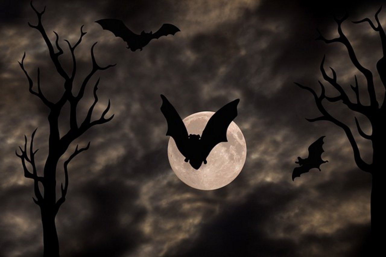 Halloween, importiert aus Übersee. Völlig unnötig, findet Simone Barth, solange nicht endlich ein Besen importiert wird, auf dem sie reiten kann. (Bild Pixabay)
