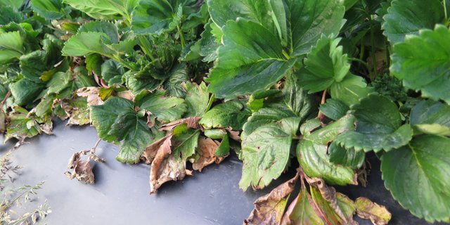 Spätestens jetzt sollte vertrocknetes Laub an den Erdbeeren entfernt werden, um Pilzinfektionen vorzubeugen. (Bilder Inforama Oeschberg)