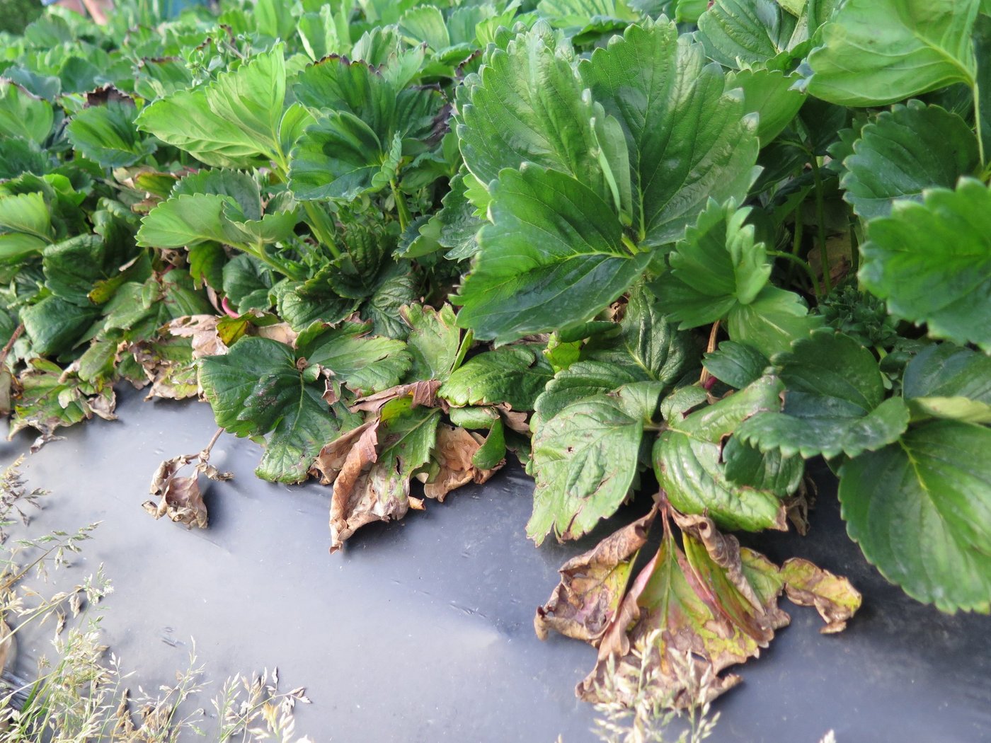 Spätestens jetzt sollte vertrocknetes Laub an den Erdbeeren entfernt werden, um Pilzinfektionen vorzubeugen. (Bilder Inforama Oeschberg)