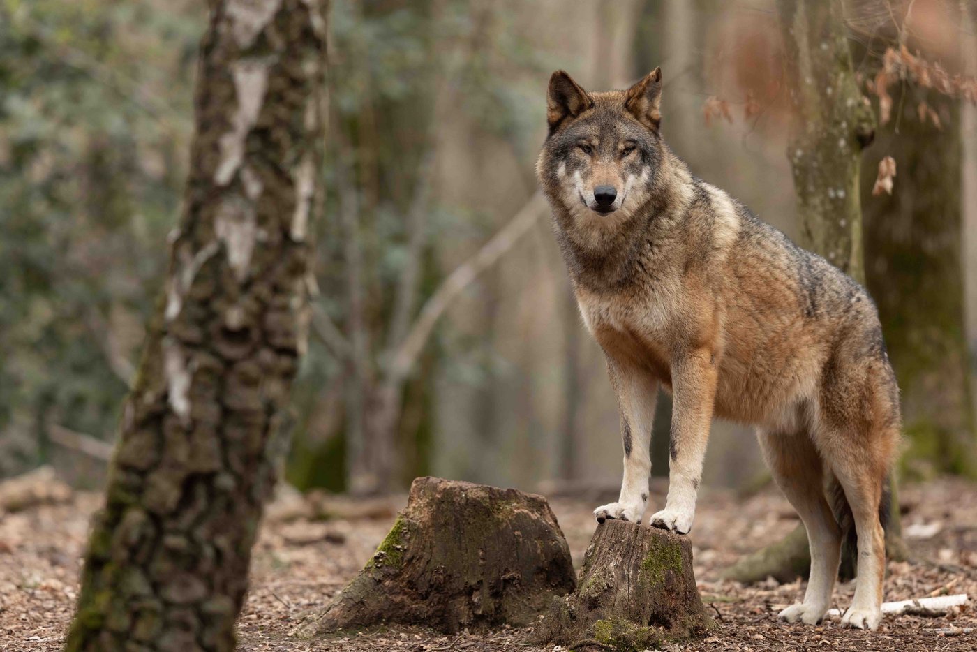 Hinter ihm muss aufgeräumt werden. In Uri gibt es dafür neu eine Wolfsfeuerwehr.  (Bild AB Photography - stock.adobe.com)