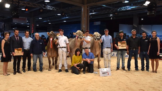 Grand-Champion (mitte) Joker Ella von Philipp Zweifel aus Linthal GL, Vize (links) Salomon Siera von Ludwig Noggler aus Sent GR und die Mention Honorable Alino Quitte, Christian Fischler und Kaspar Hoffmann. (Bilder jba)