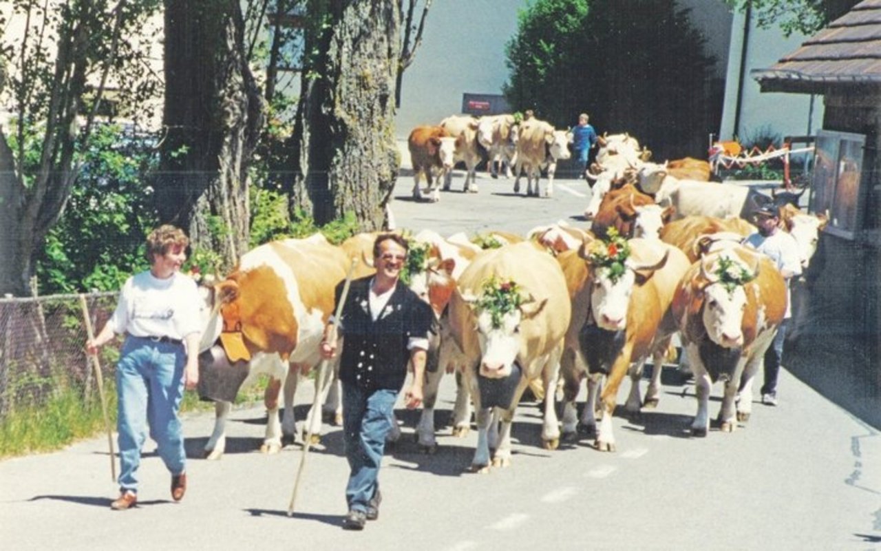 Wurde im Alters- und Pflegeheim Frienisberg die jährliche Sichlete gefeiert, wurden auch die Kühe dafür geschmückt und man marschierte mit ihnen durch den Klosterhof. 