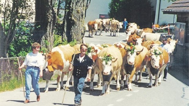 Wurde im Alters- und Pflegeheim Frienisberg die jährliche Sichlete gefeiert, wurden auch die Kühe dafür geschmückt und man marschierte mit ihnen durch den Klosterhof. 
