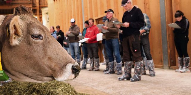 Die Stallvisite-Teilnehmenden nahmen die Kühe von Martin Büeler genau unter die Lupe, wurden aber auch ihrerseits beobachtet.