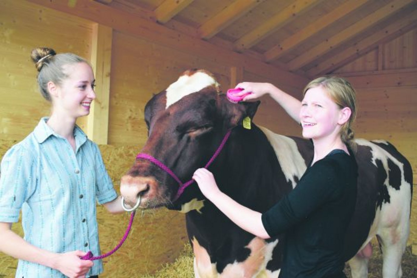 Stierenpflege ist hier Frauensache. Melanie Käser (links) hält Roi, während Cousine Simona Käser «seine» Bürste führt. (Bild dj)