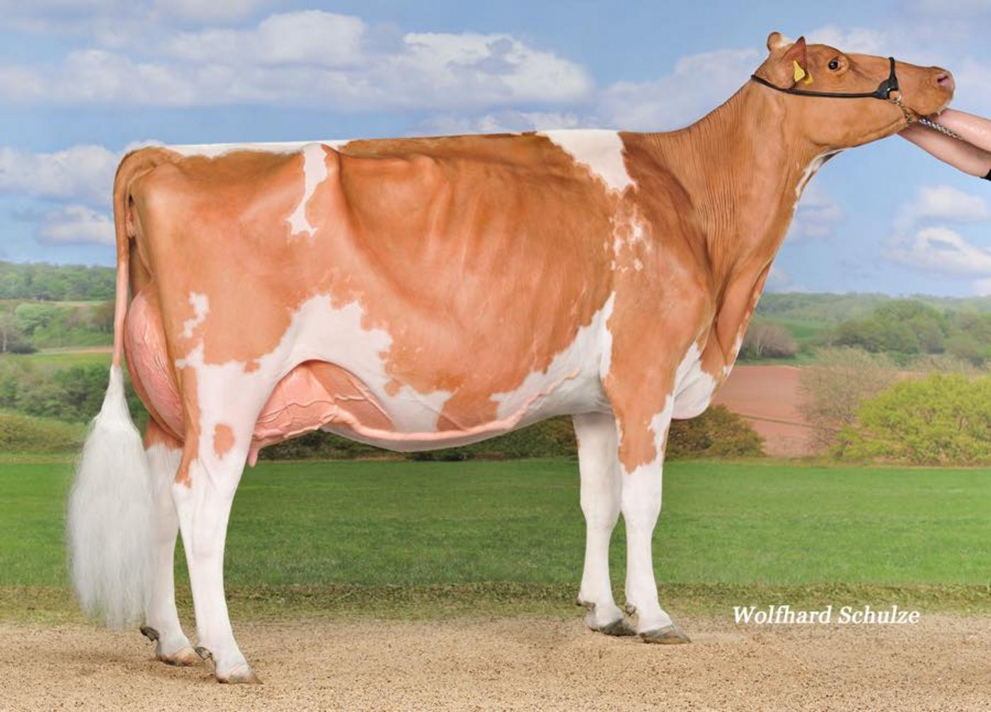 Die RH-Kuh Incas Flavia hat unter anderem dank ihrem Exterieur Schau an Schau gewonnen. Diese Woche ist sie 13-jährig gestorben. (Bild Wolfhard Schulze/FB Gobeli Holstein)