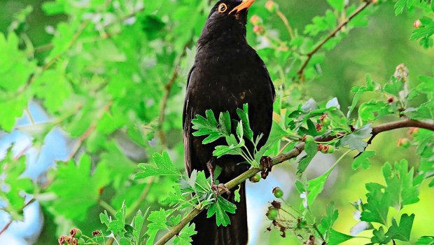 Die männliche Amsel ist auffällig in ihrem schwarzem Federkleid, mit dem gelben Schnabel und ebensolchem Lidring.