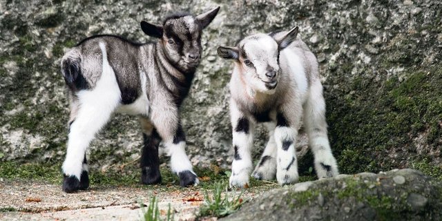 Junge Afrikanische Zwergziegen im Kinderzolli.