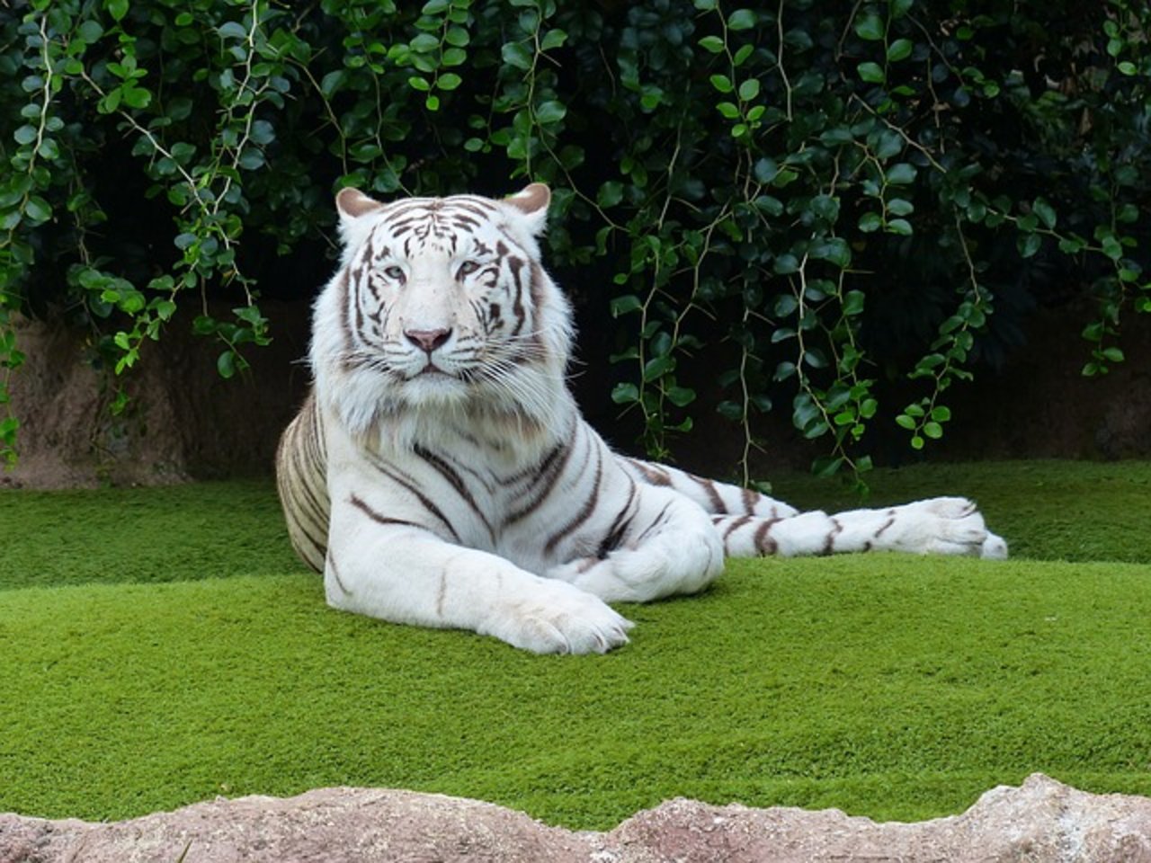 Ein weisser Tiger namens Riku (5) tötete einen Pfleger. (Symbolbild Pixabay)
