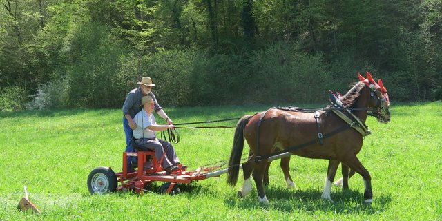 Eine Mähmaschine speziell für den Gebrauch mit Pferden konnte am Kurs ausprobiert werden. (Bild Manuel Ender)