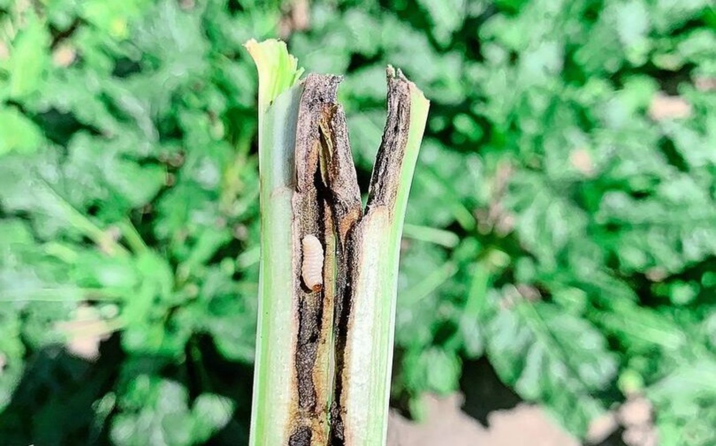 Durch die Blattstiele der Rübenblätter fressen sich die Rübenrüssler-Larven bis zum Rübenkopf. 