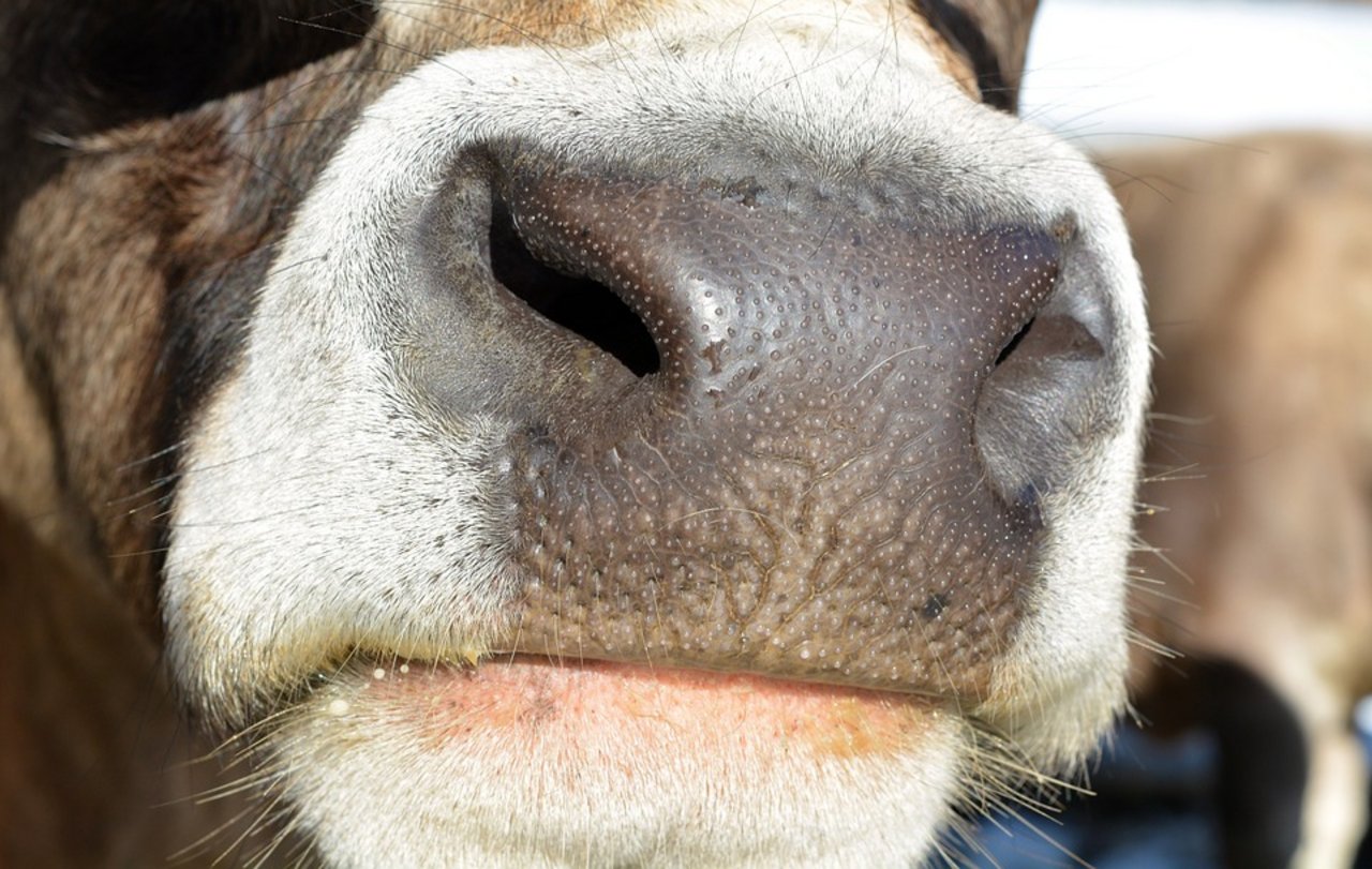 Ein gesundes Kuhmaul: Jetzt wurde bekannt, dass von den Blauzungenimpfungen zwischen den Jahren 2007 und 2010 in Frankreich Tierarzneihersteller illegal profitiert haben. (Bild Pixabay)