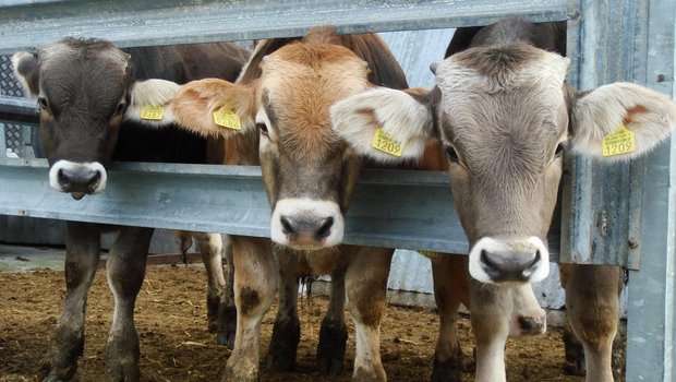 Weil der Kuhbestand sinkt, gibt es auch weniger Kälber. (Bild Beat Berther/landwirtschaft.ch) 