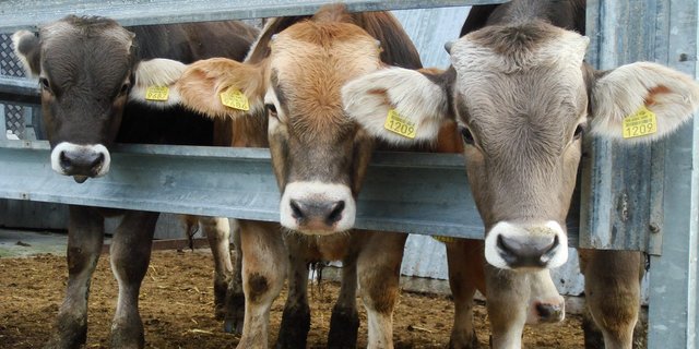 Weil der Kuhbestand sinkt, gibt es auch weniger Kälber. (Bild Beat Berther/landwirtschaft.ch) 