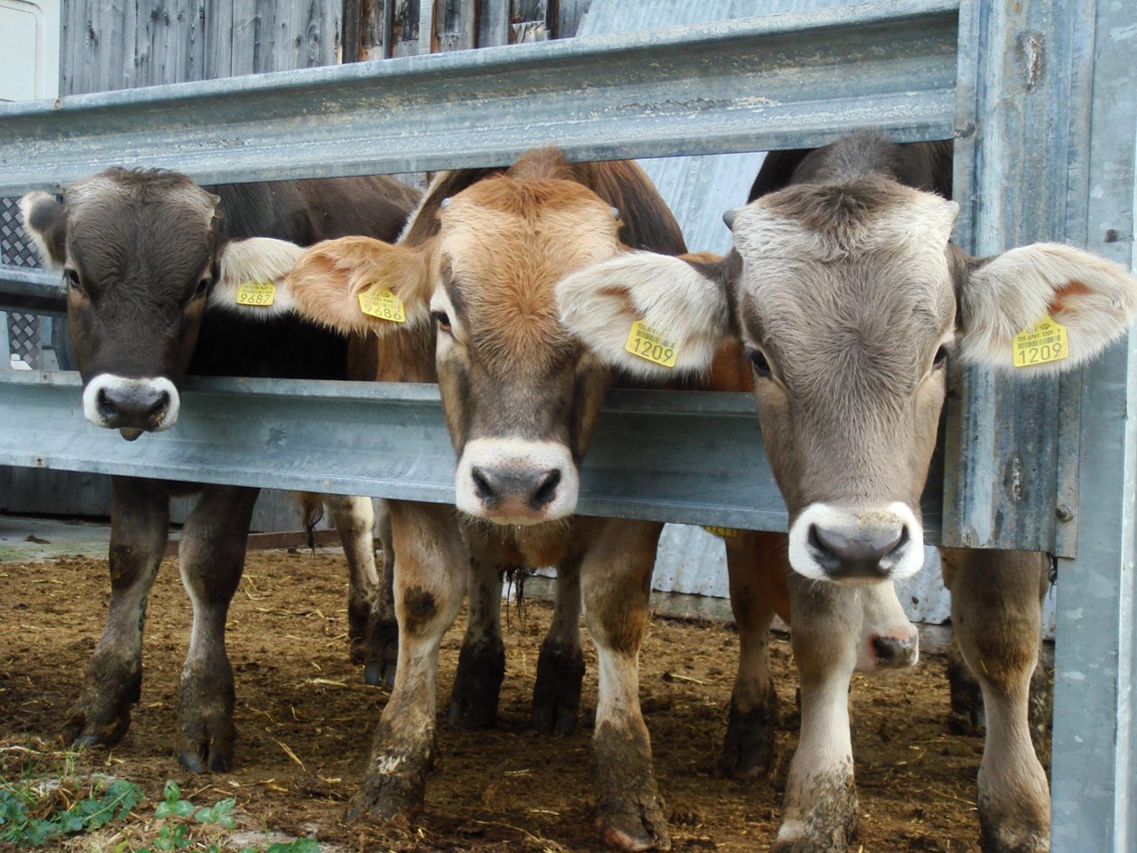 Weil der Kuhbestand sinkt, gibt es auch weniger Kälber. (Bild Beat Berther/landwirtschaft.ch) 