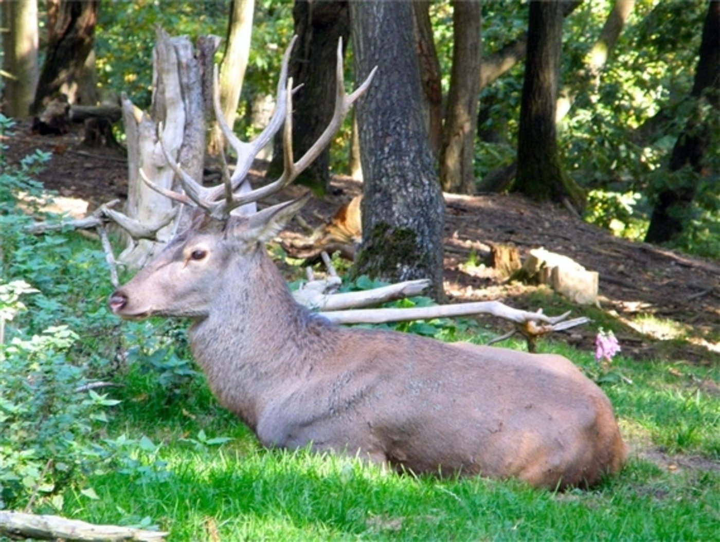 In Glarus kamen heuer mehr Hirsche mit dem Leben davon als vergangenes Jahr. (Bild: Ralf Küppers / pixelio.de)
