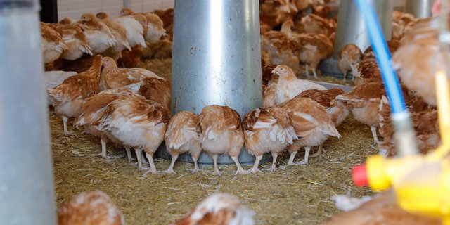 Insgesamt rund 58 000 Tonnen pflanzliche Nebenprodukte landen jährlich im Geflügelfutter.(Bild Roethlisberger)