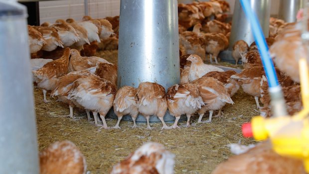 Insgesamt rund 58 000 Tonnen pflanzliche Nebenprodukte landen jährlich im Geflügelfutter.(Bild Roethlisberger)
