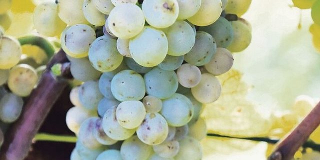 Der Anbau robuster Rebsorten wie hier Solaris soll finanziell unterstützt werden. 