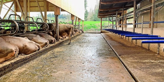 Weniger verschmutzte Laufflächen, auch dank erhöhten Fressständen und einer Harnsammelrinne (r.), helfen mit, im Musterstall von Familie Zimmermann in Merlischachen SZ die Ammoniakemissionen zu reduzieren. 