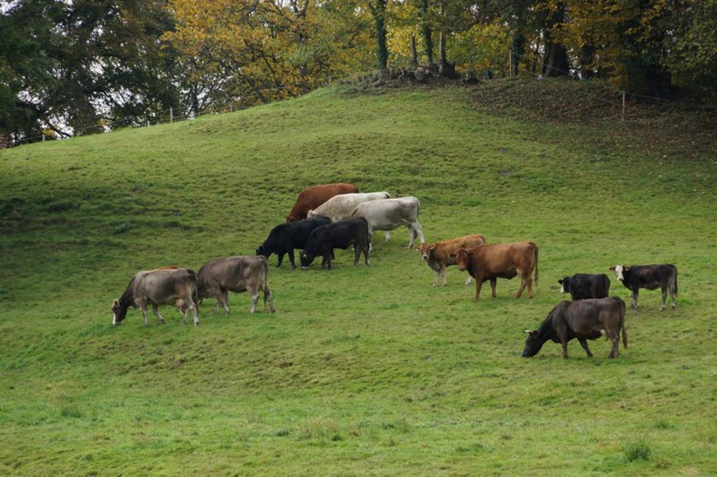 In vielen Regionen ist in den letzten Wochen nicht mehr viel Futter gewachsen auf den Weiden. (Symbolbild BauZ)